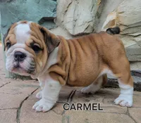 Carmel, a female English Bulldog for sale in Manheim, PA – 3 of 3