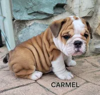 Carmel, a female English Bulldog for sale in Manheim, PA – 2 of 3