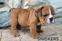 Snickers, a male English Bulldog for sale in Manheim, PA – 1 of 2