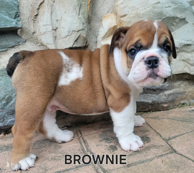 Brownie  – English Bulldog puppy for sale in Manheim, PA
