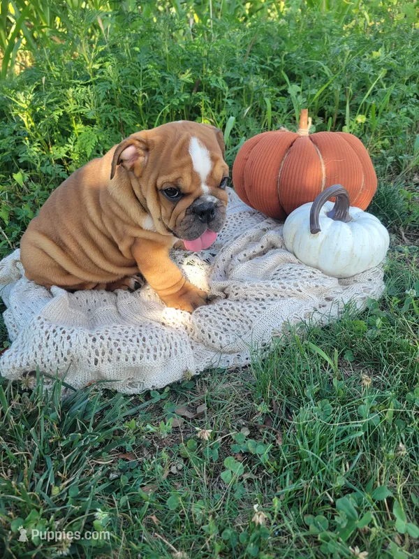 Twix – English Bulldog puppy for sale in Manheim, PA