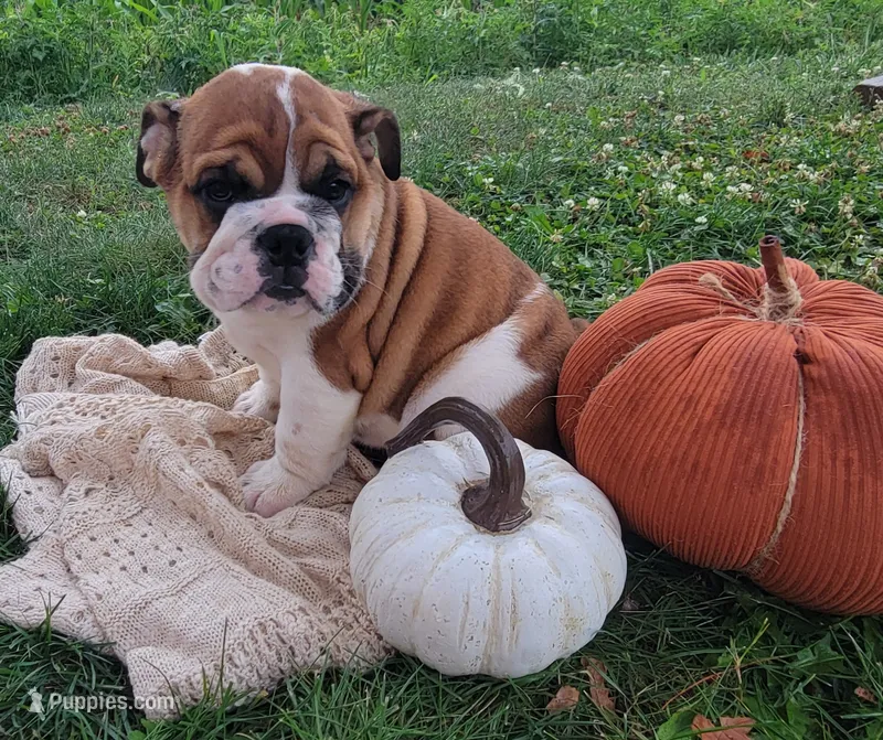 Brownie  – English Bulldog puppy for sale in Manheim, PA