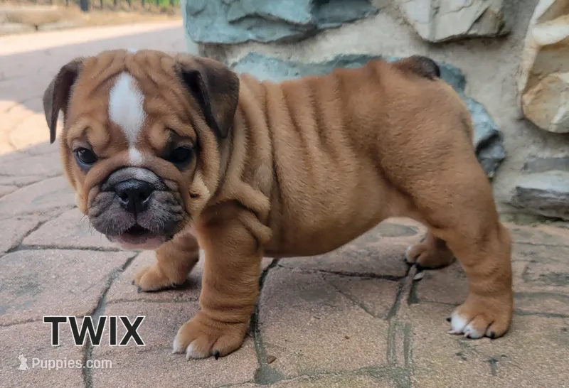 Twix – English Bulldog puppy for sale in Manheim, PA