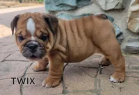 Twix, a female English Bulldog for sale in Manheim, PA – 1 of 3