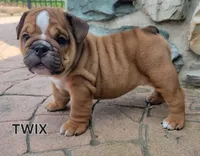 Twix, a female English Bulldog for sale in Manheim, PA – 3 of 3