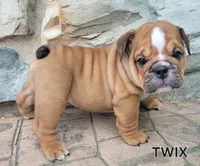 Twix, a female English Bulldog for sale in Manheim, PA – 2 of 3