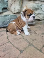 Brownie , a male English Bulldog for sale in Manheim, PA – 2 of 2