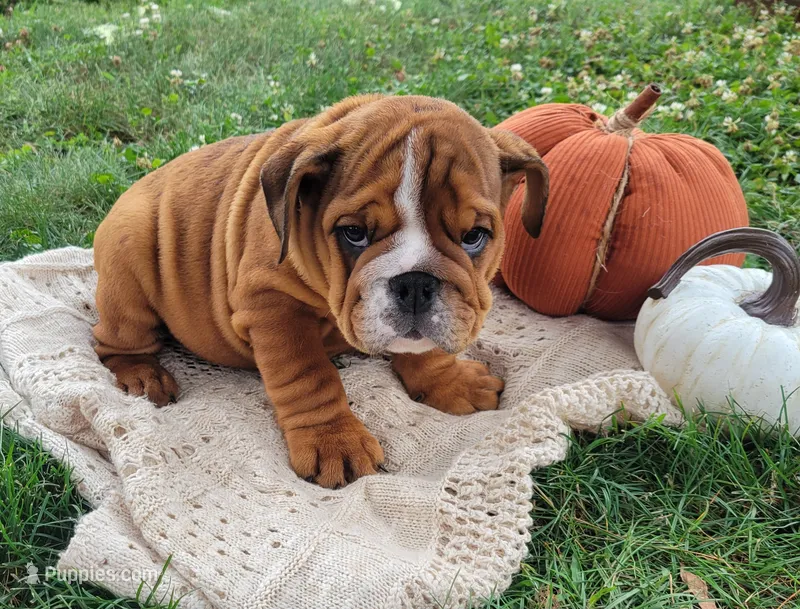 Snickers – English Bulldog puppy for sale in Manheim, PA