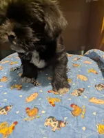 Charlie, a male Miniature Schnauzer and Shih Tzu for sale in Des Moines, IA – 4 of 4