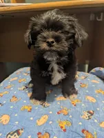 Charlie, a male Miniature Schnauzer and Shih Tzu for sale in Des Moines, IA – 2 of 4