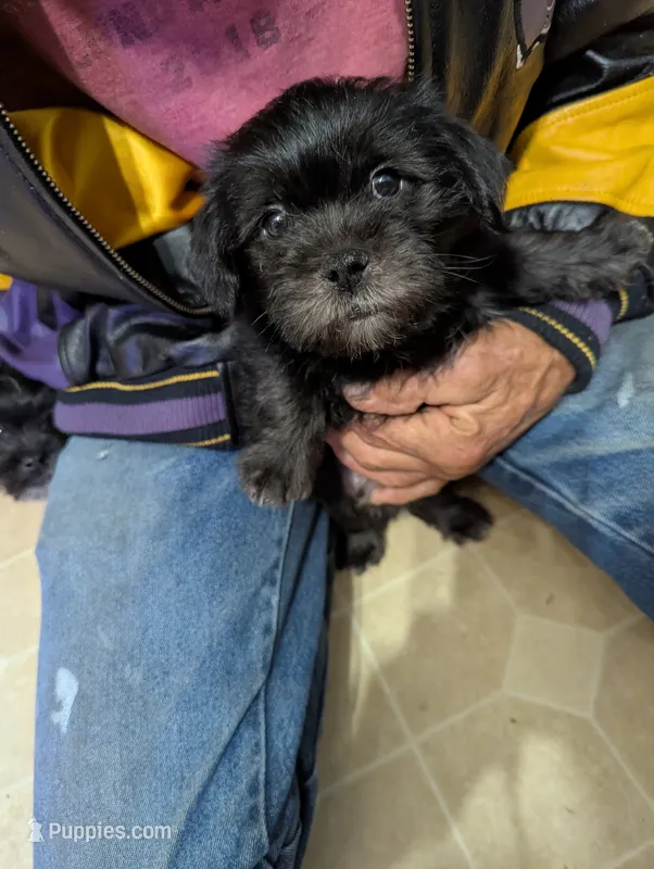Avery – Miniature Schnauzer, Shih Tzu puppy for sale in Des Moines, IA