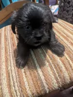 Avery, a male Miniature Schnauzer and Shih Tzu for sale in Des Moines, IA – 3 of 4