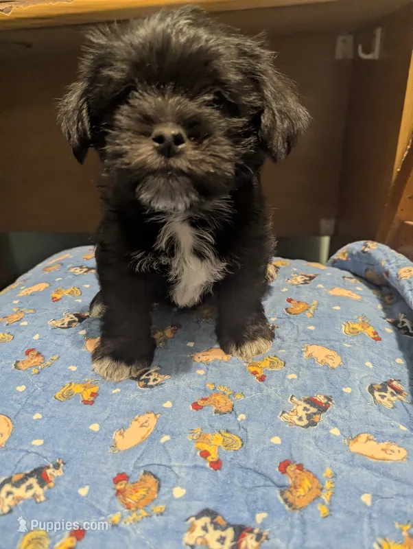 Charlie – Miniature Schnauzer, Shih Tzu puppy for sale in Des Moines, IA