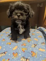 Charlie, a male Miniature Schnauzer and Shih Tzu for sale in Des Moines, IA – 3 of 4