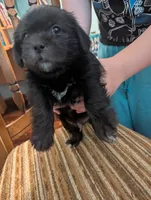 Avery, a male Miniature Schnauzer and Shih Tzu for sale in Des Moines, IA – 2 of 4