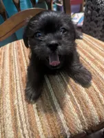 Avery, a male Miniature Schnauzer and Shih Tzu for sale in Des Moines, IA – 4 of 4