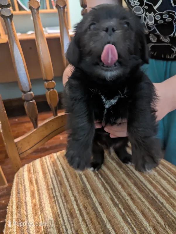 Avery – Miniature Schnauzer, Shih Tzu puppy for sale in Des Moines, IA