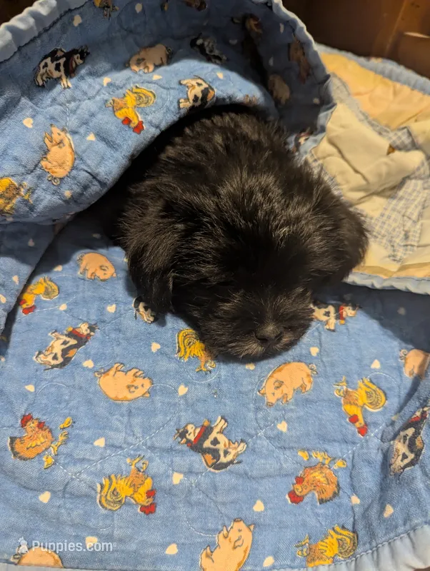 Charlie – Miniature Schnauzer, Shih Tzu puppy for sale in Des Moines, IA