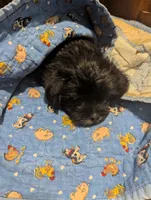 Charlie, a male Miniature Schnauzer and Shih Tzu for sale in Des Moines, IA – 1 of 4
