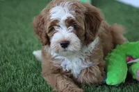Connor, a male Miniature Bernedoodle for sale in San Diego, CA – Photo 3 of 4