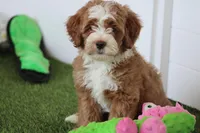 Connor, a male Miniature Bernedoodle for sale in San Diego, CA – Photo 1 of 4