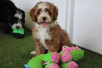 Connor, a male Miniature Bernedoodle for sale in San Diego, CA – Photo 4 of 4