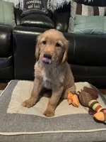 Hunter, a male Golden Retriever for sale in Rockford, IL – Photo 5 of 10