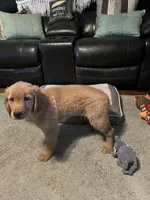 Hunter, a male Golden Retriever for sale in Rockford, IL – Photo 10 of 10