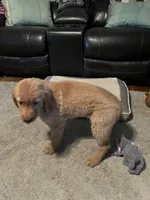 Hunter, a male Golden Retriever for sale in Rockford, IL – Photo 9 of 10