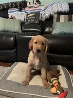 Hunter, a male Golden Retriever for sale in Rockford, IL – Photo 7 of 10