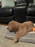 Hunter, a male Golden Retriever for sale in Rockford, IL – Photo 2 of 10