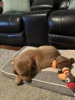 Hunter, a male Golden Retriever for sale in Rockford, IL – Photo 6 of 10