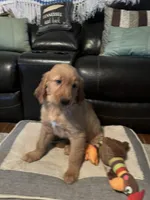 Hunter, a male Golden Retriever for sale in Rockford, IL – Photo 1 of 10