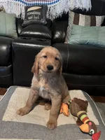 Hunter, a male Golden Retriever for sale in Rockford, IL – Photo 4 of 10