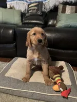 Hunter, a male Golden Retriever for sale in Rockford, IL – Photo 3 of 10