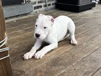 Alpha, a male Dogo Argentino for sale in Chicago, IL – 2 of 2