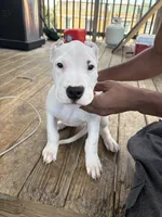 Left Eye, a female Dogo Argentino for sale in Chicago, IL – 2 of 2