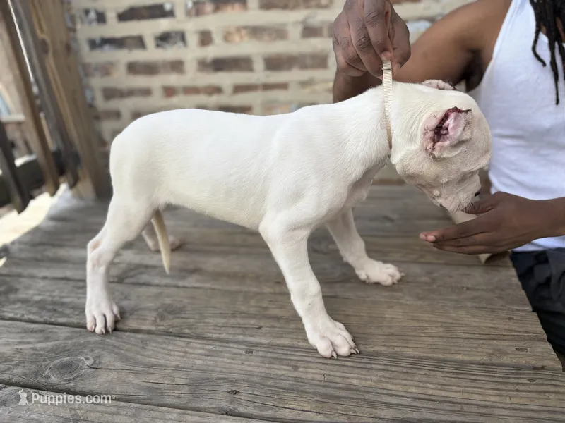 Bully – Dogo Argentino puppy for sale in Chicago, IL