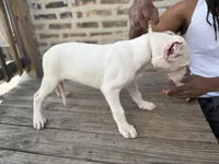Bully, a male Dogo Argentino for sale in Chicago, IL – 1 of 1