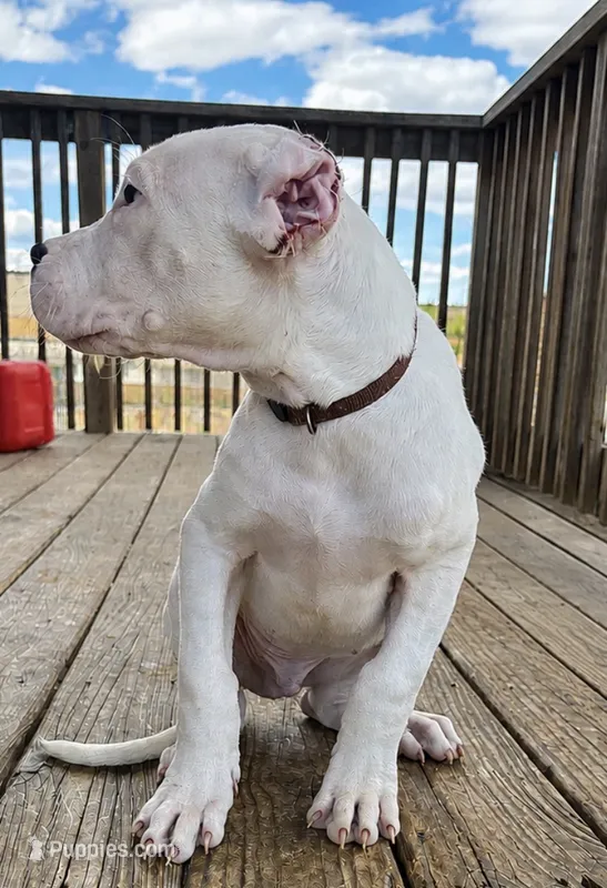 Alpha – Dogo Argentino puppy for sale in Chicago, IL