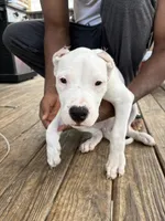 Lil Runt, a female Dogo Argentino for sale in Chicago, IL – 2 of 2