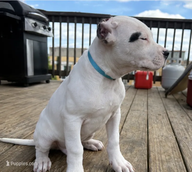 Spot – Dogo Argentino puppy for sale in Chicago, IL