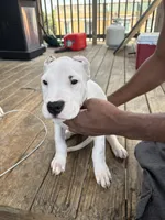 Left Eye, a female Dogo Argentino for sale in Chicago, IL – 1 of 2