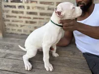 Red, a male Dogo Argentino for sale in Chicago, IL – 2 of 2