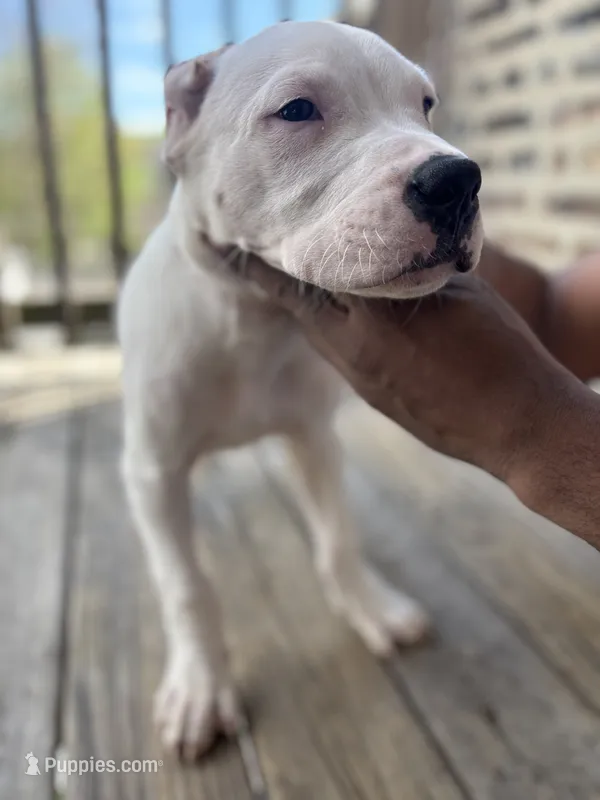 Red – Dogo Argentino puppy for sale in Chicago, IL