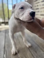 Red, a male Dogo Argentino for sale in Chicago, IL – 1 of 2