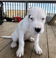 Spot, a male Dogo Argentino for sale in Chicago, IL – 2 of 2