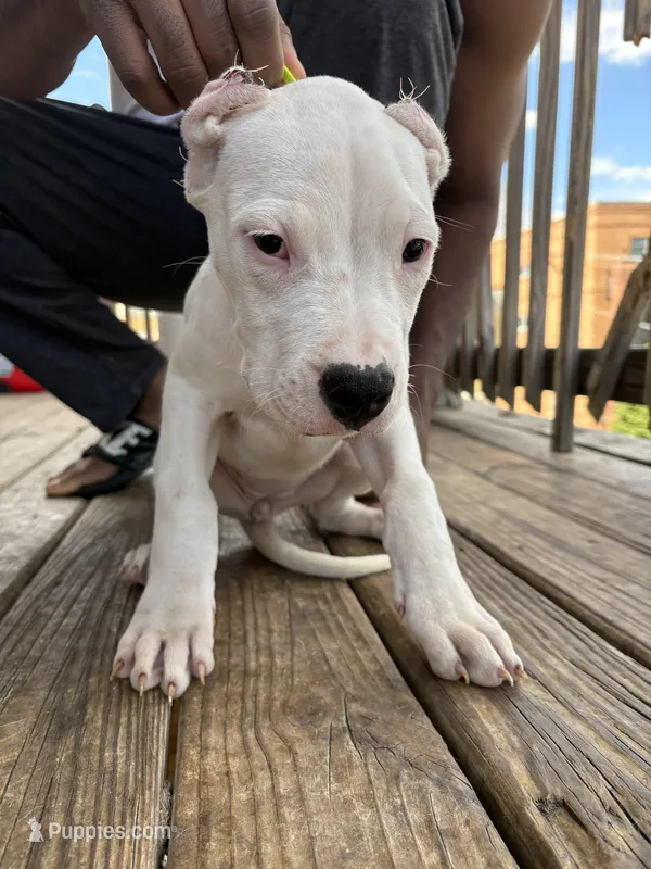 Lil Runt – Dogo Argentino puppy for sale in Chicago, IL