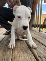 Lil Runt, a female Dogo Argentino for sale in Chicago, IL – 1 of 2