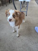 Sam, a male Miniature Australian Shepherd for sale in Washington Court House, OH – 5 of 6